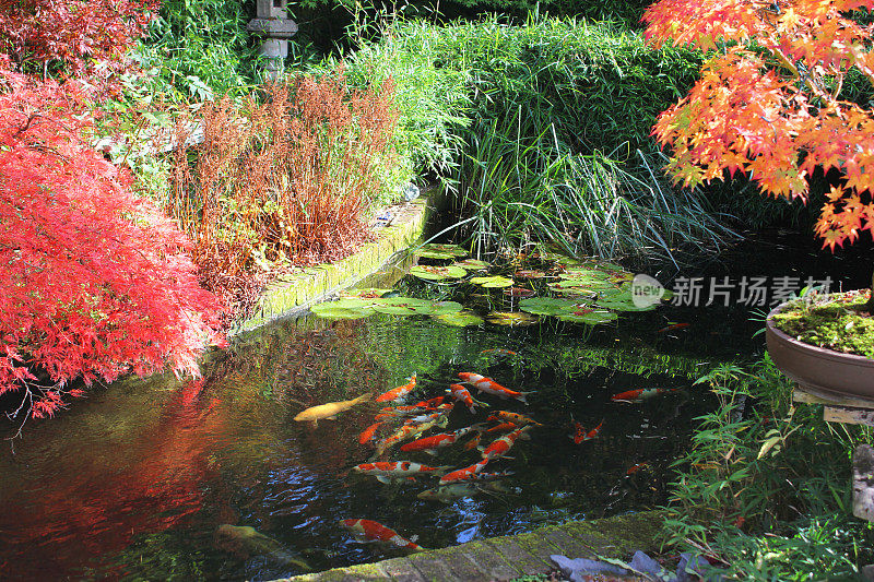 日本枫树与秋天的颜色/秋叶，花园锦鲤池/锦鲤